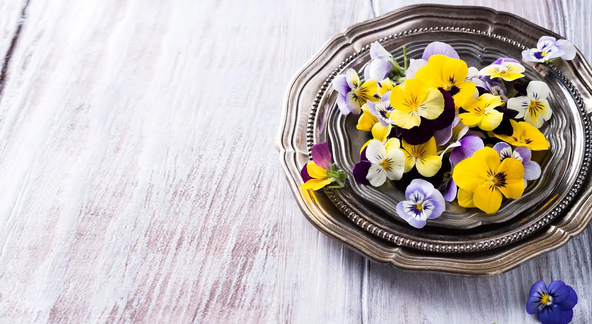 Fiori eduli: come sceglierli e portarli in tavola