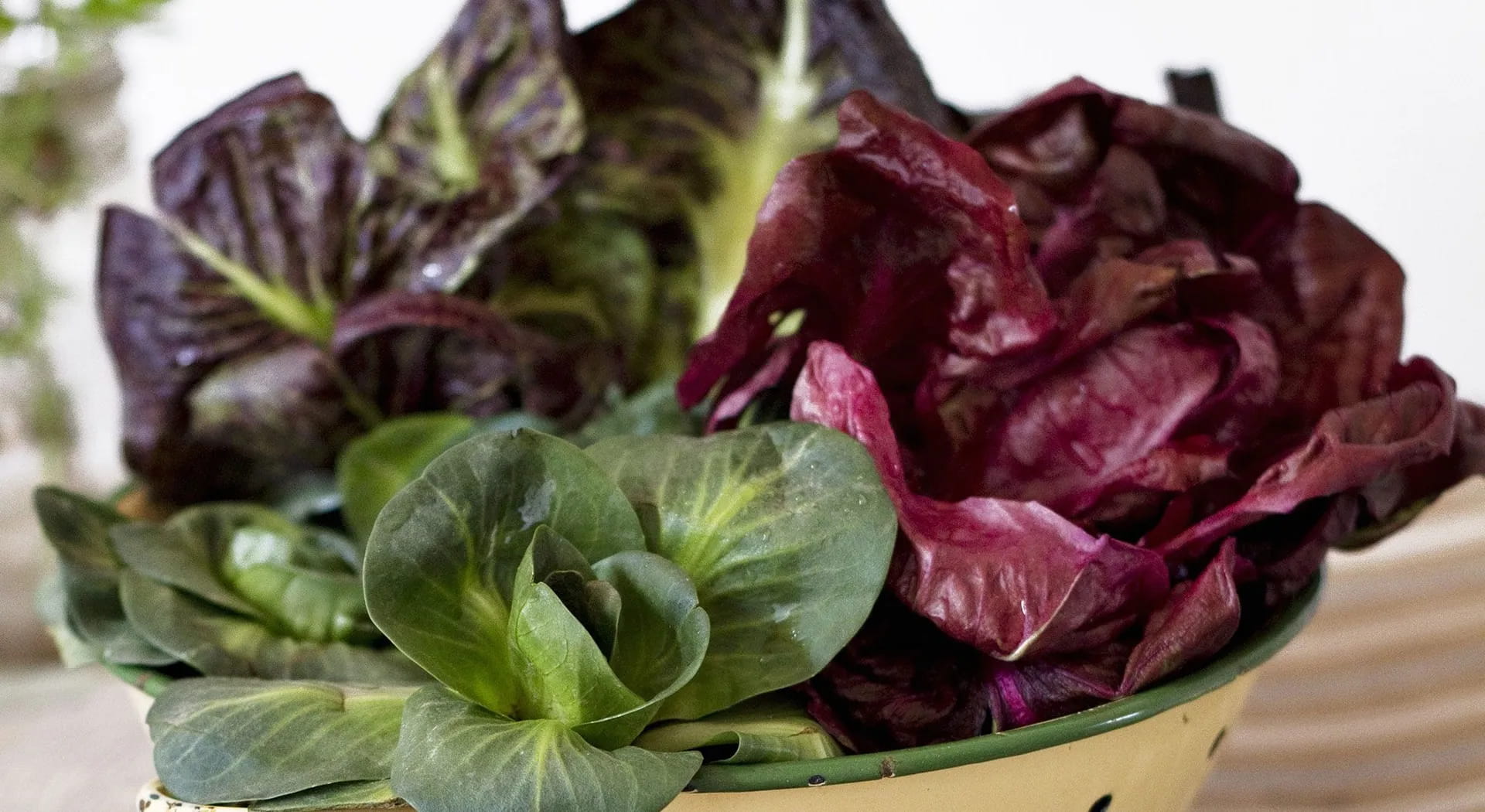 Tutte le varietà e le proprietà del radicchio