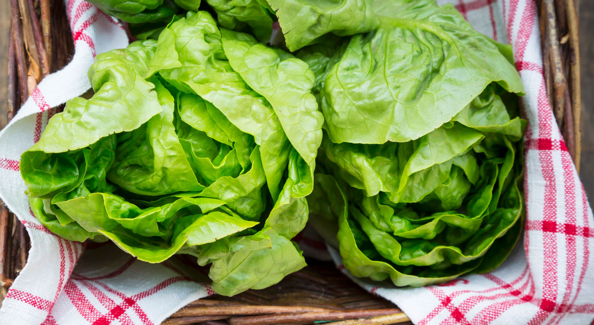 Lattuga proprietà, curiosità e ricette AIA Food