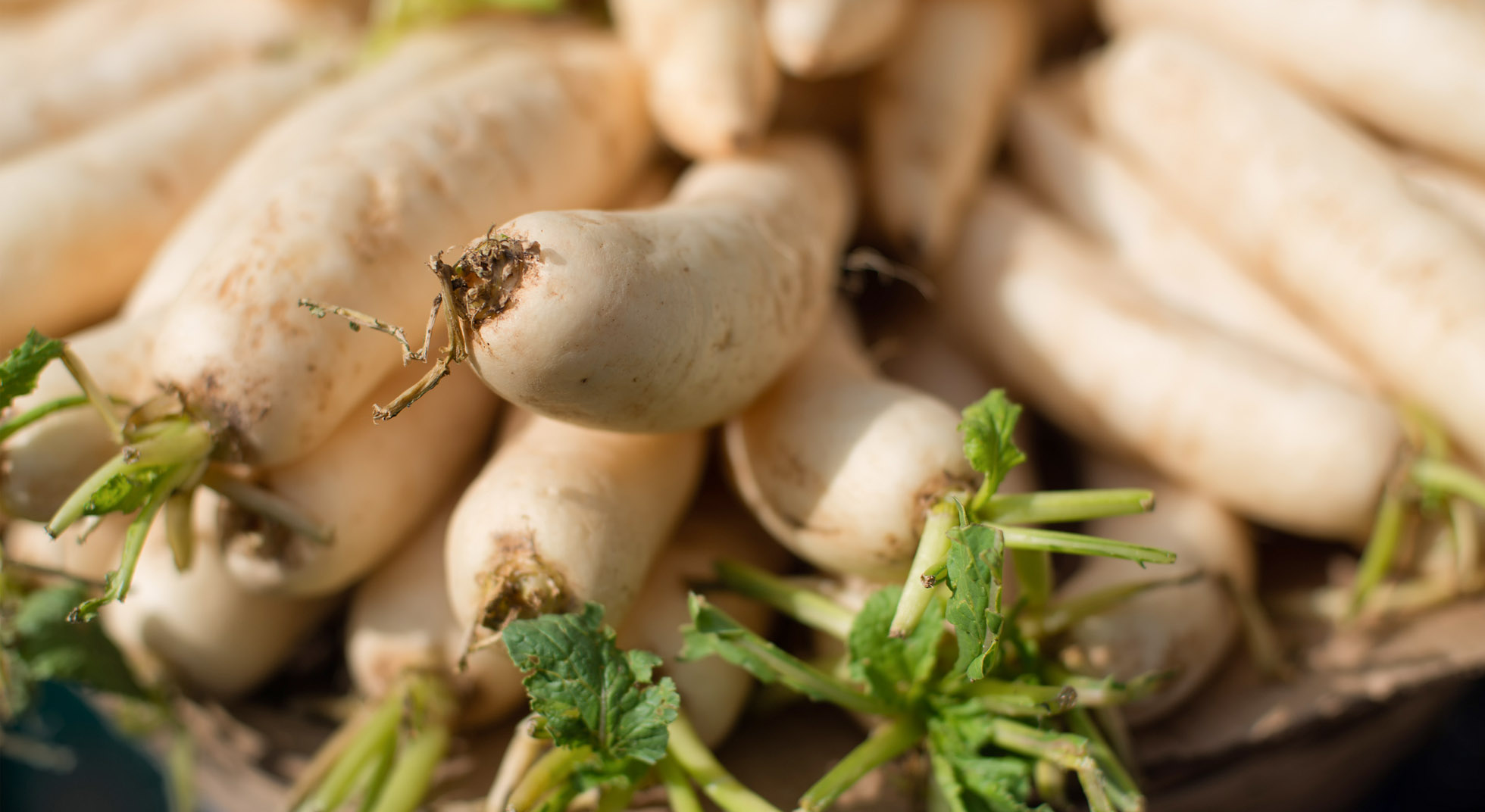 Radici commestibili: quali sono e come portarle in tavola | AIA Food