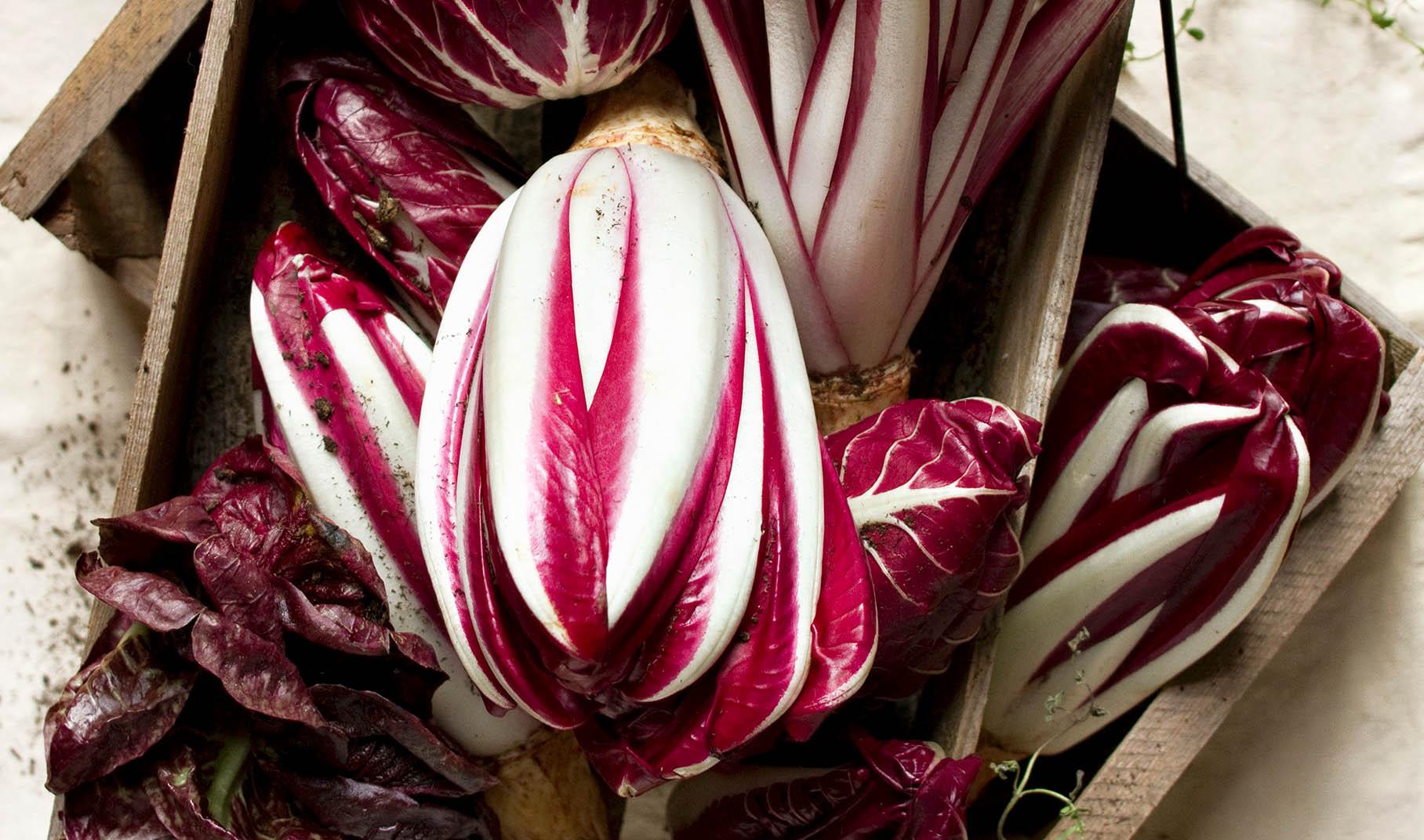 Radicchio, varietà, conservazione e metodi di cottura | AIA Food