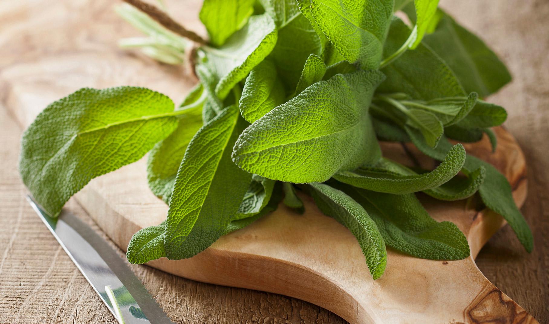 Tutto Sulla Salvia Proprieta Curiosita E Usi Aia Food