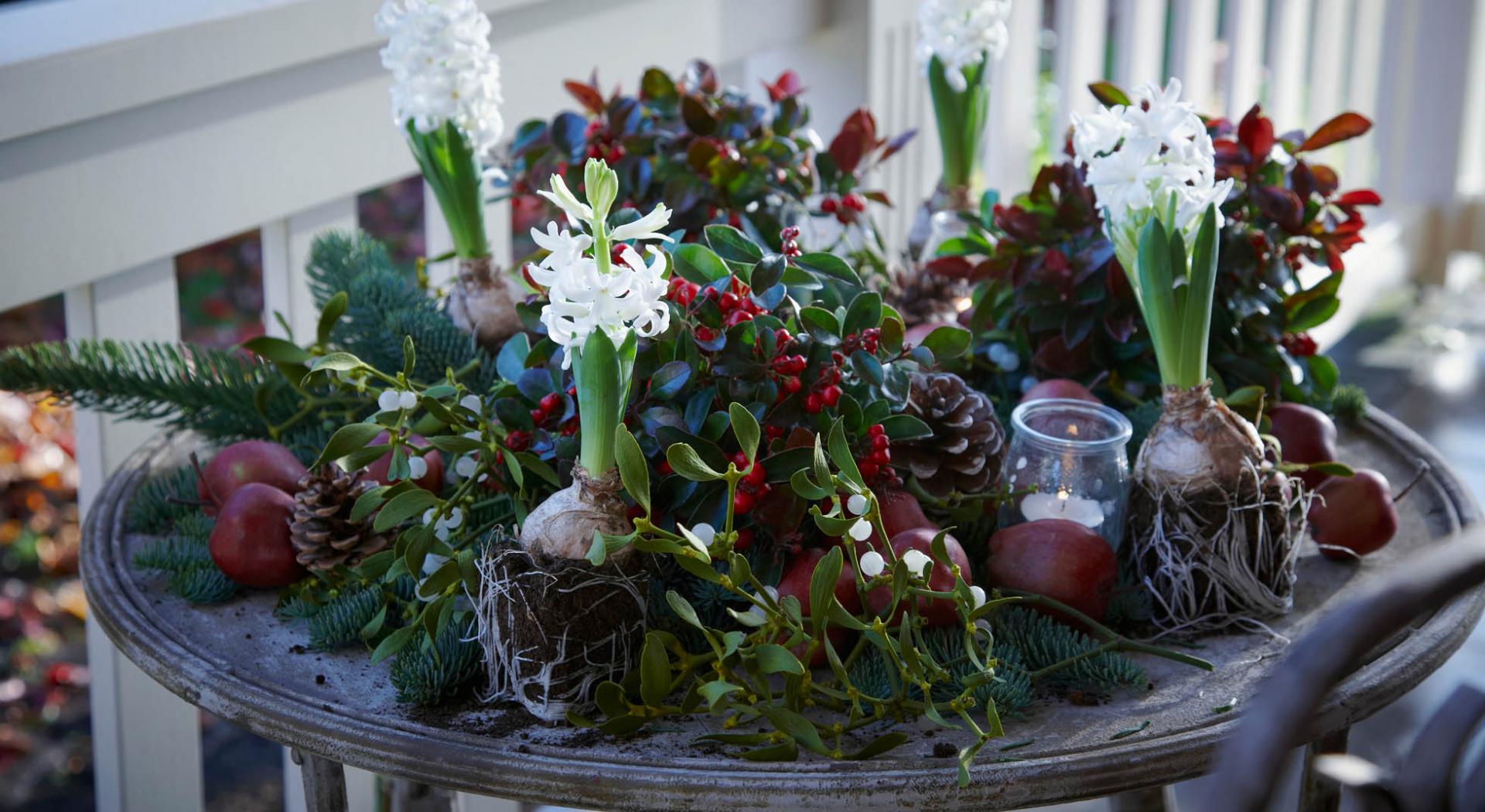 Come Decorare La Casa Con Il Vischio Aia Food